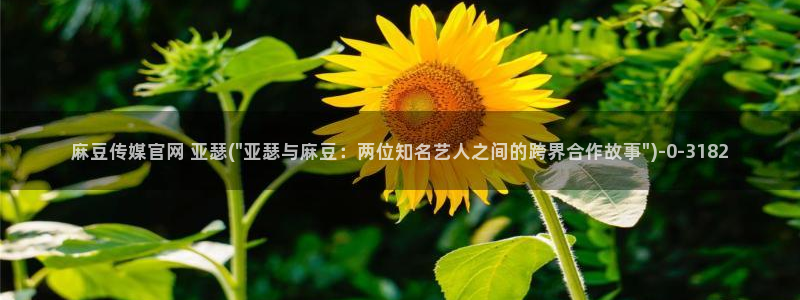 麻豆人物关系